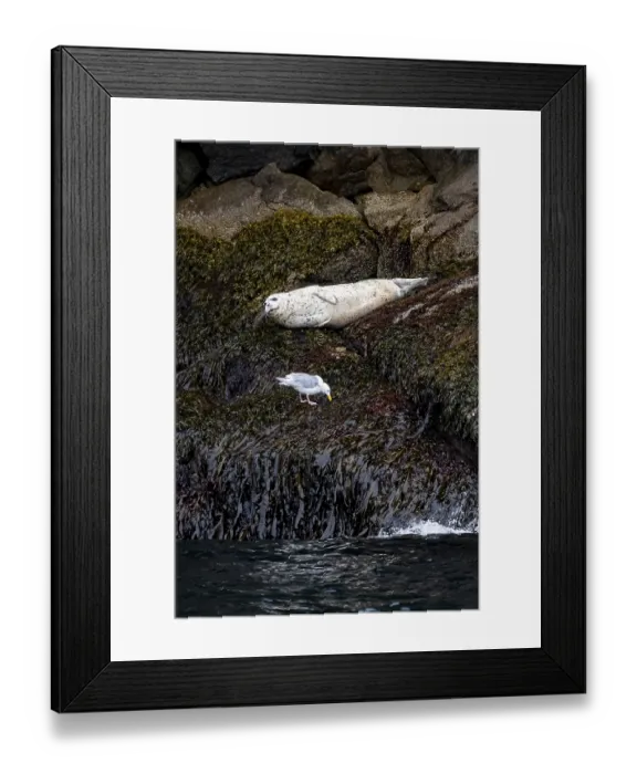Framed Print : Harbour seal (Phoca vitulina) lying on rocks on the coast