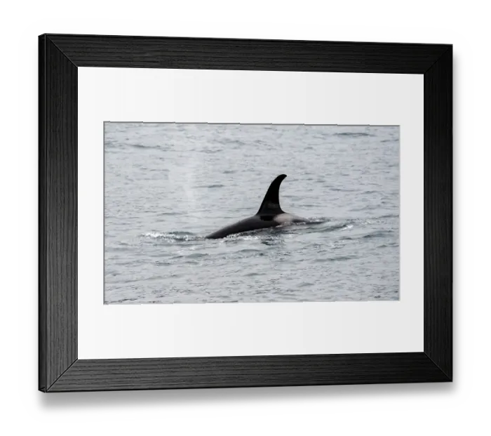 Framed Print : Killer whale (Orcinus orca), Orca dorsal fin in the sea