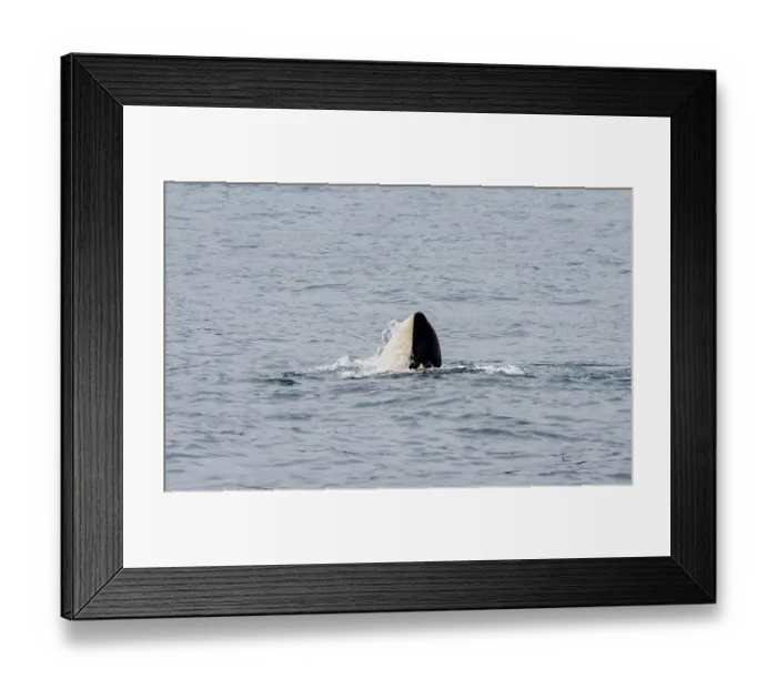 Framed Print : Killer whale (Orcinus orca), Orca