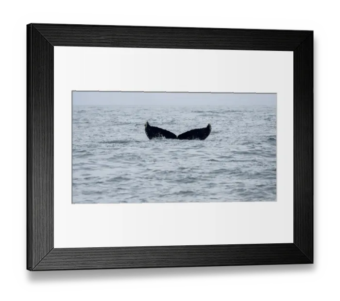 Framed Print : Killer whale (Orcinus orca), Orca dorsal fin diving