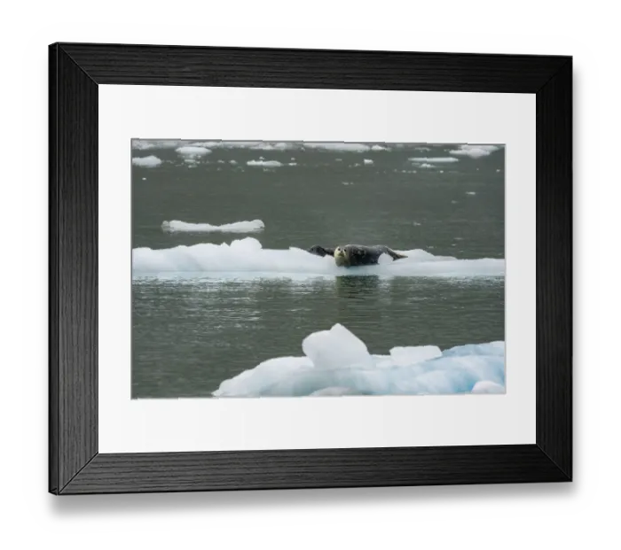Framed Print : Harbour seal (Phoca vitulina) lying on an ice floe in Northwestern Fjord Framed Print : Harbour seal (Phoca vitulina) lying on an ice floe in Northwestern Fjord