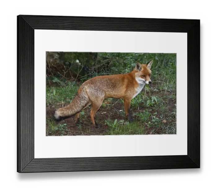Framed Print : Fox (Vulpes vulpes) Red fox, Schleswig-Holstein