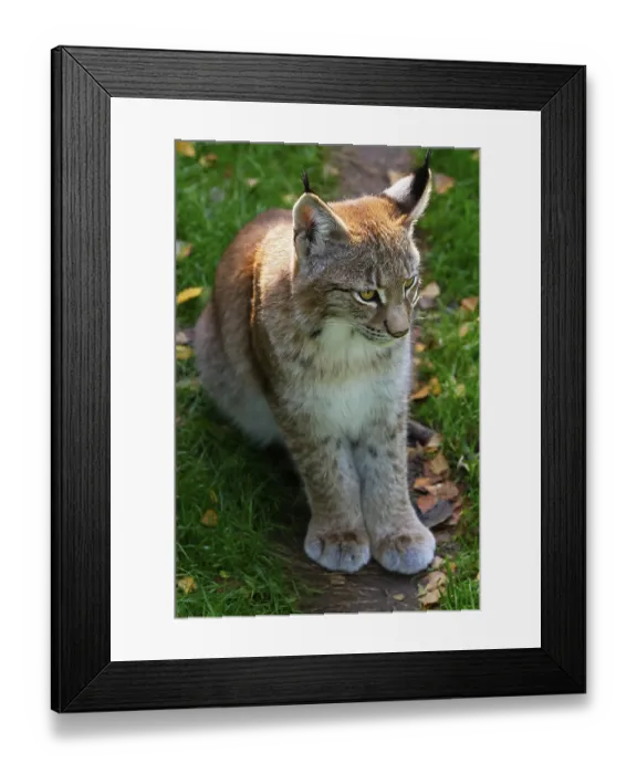 Framed Print : Eurasian lynx, young northern lynx (Lynx lynx) Framed Print : Eurasian lynx, young northern lynx (Lynx lynx)