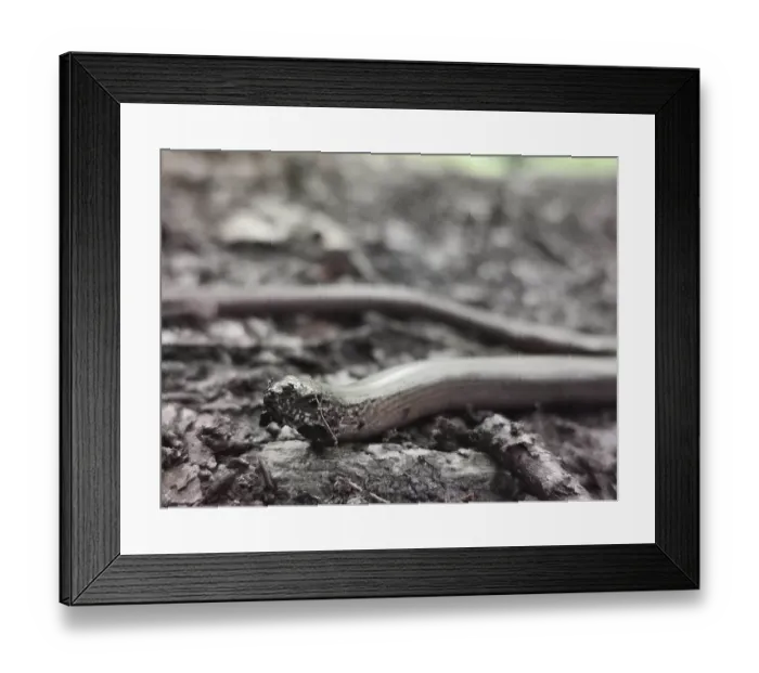 Framed Print : Close-up, A slow worm (anguis fragilis) slithers across the ground Framed Print : Close-up, A slow worm (anguis fragilis) slithers across the ground