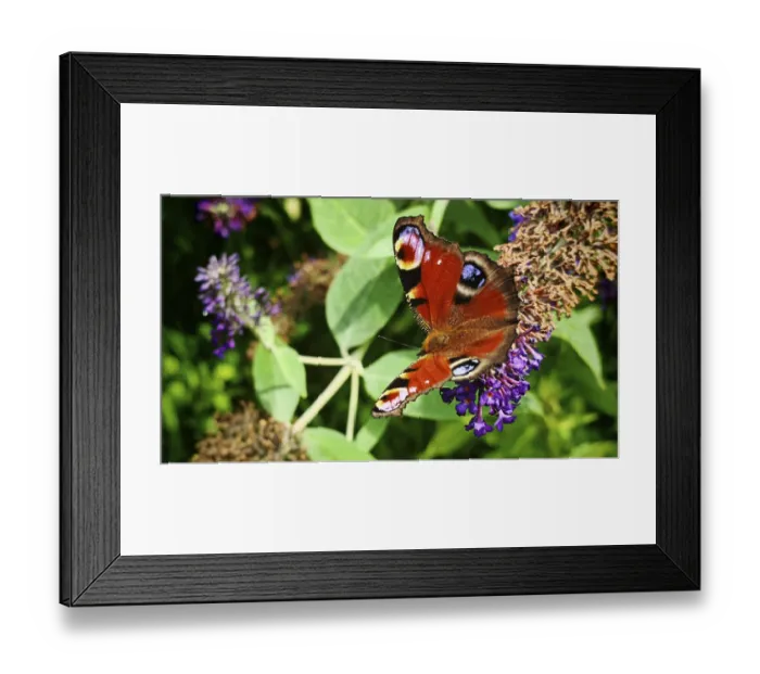 Framed Print : Close-up, dayPeacock butterfly (aglais io) posing on a violet flower in the sunshine
