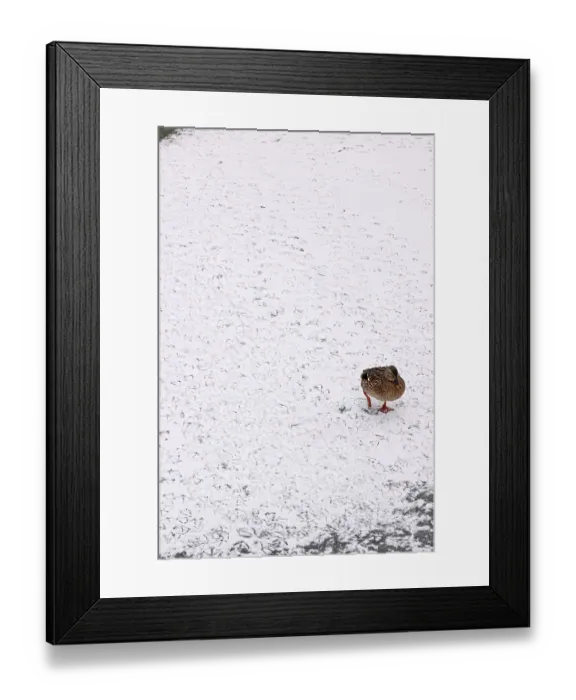Framed Print : Traces of ducks in snow, winter, Germany