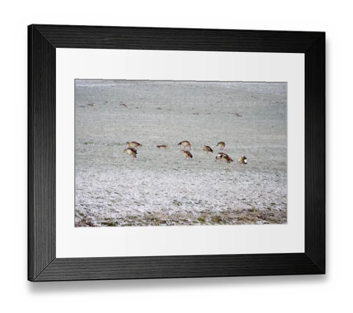 Framed Print : Nile geese in a field in winter, Germany Framed Print : Nile geese in a field in winter, Germany