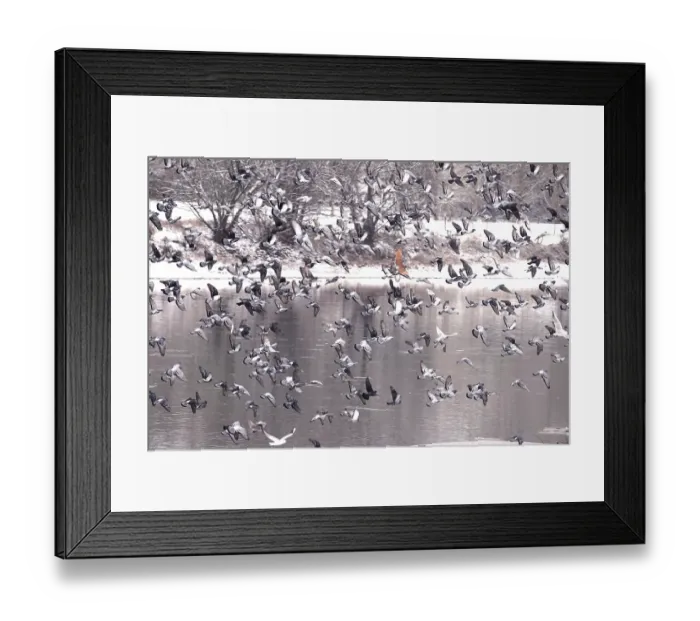 Framed Print : Pigeons in winter, Germany