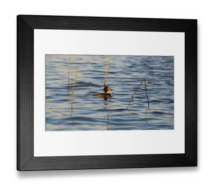 Framed Print : Great Crested Grebe (Podiceps Scalloped ribbonfish)