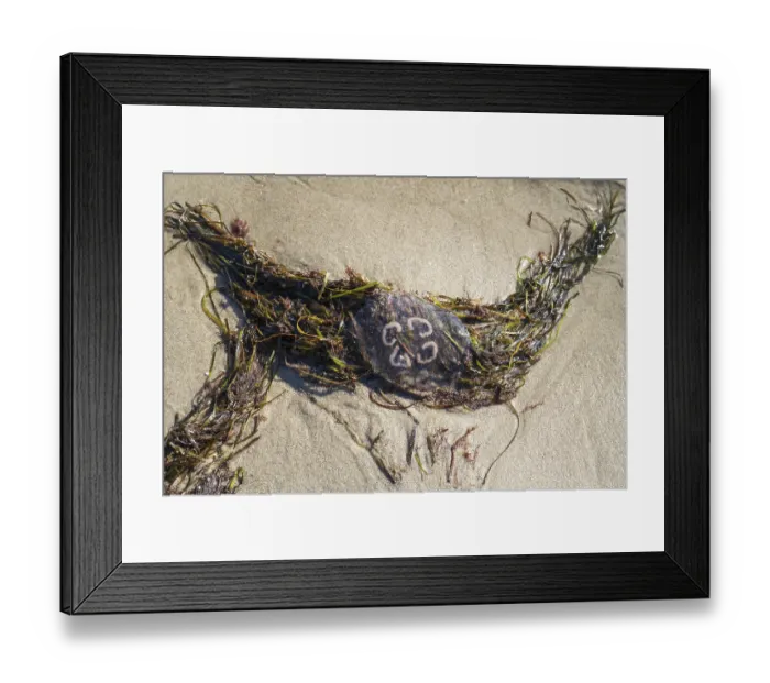 Framed Print : Jellyfish and seaweed on the beach Framed Print : Jellyfish and seaweed on the beach