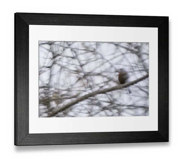 Framed Print : Dunnock (Prunella modularis) sitting in the bushes Framed Print : Dunnock (Prunella modularis) sitting in the bushes