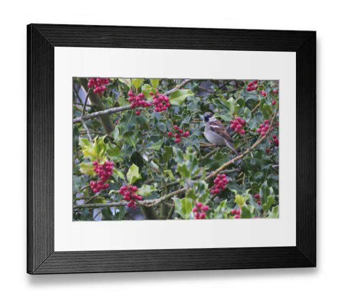 Framed Print : Tree sparrow (Passer montanus) sitting in a European holly (Ilex aquifolium)