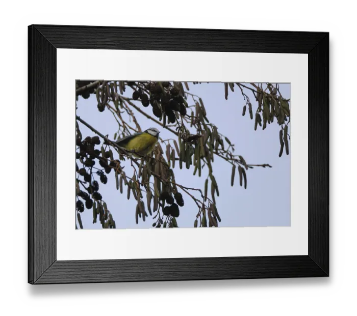 Framed Print : Blue tit (Cyanistes caeruleus) searching for food in a black alder (Alnus glutinosa)