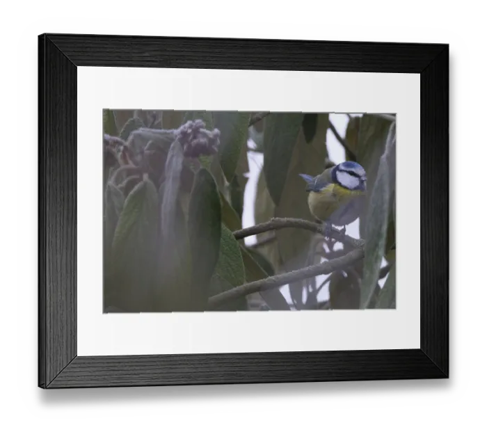 Framed Print : Blue tit (Cyanistes caeruleus) sitting in a shrub