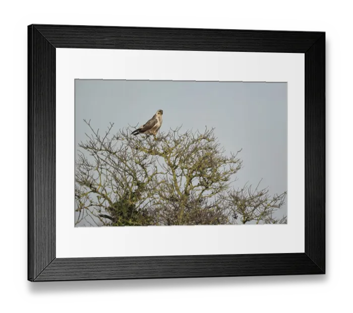 Framed Print : Young common buzzard (Buteo buteo) sitting on a shrub Framed Print : Young common buzzard (Buteo buteo) sitting on a shrub