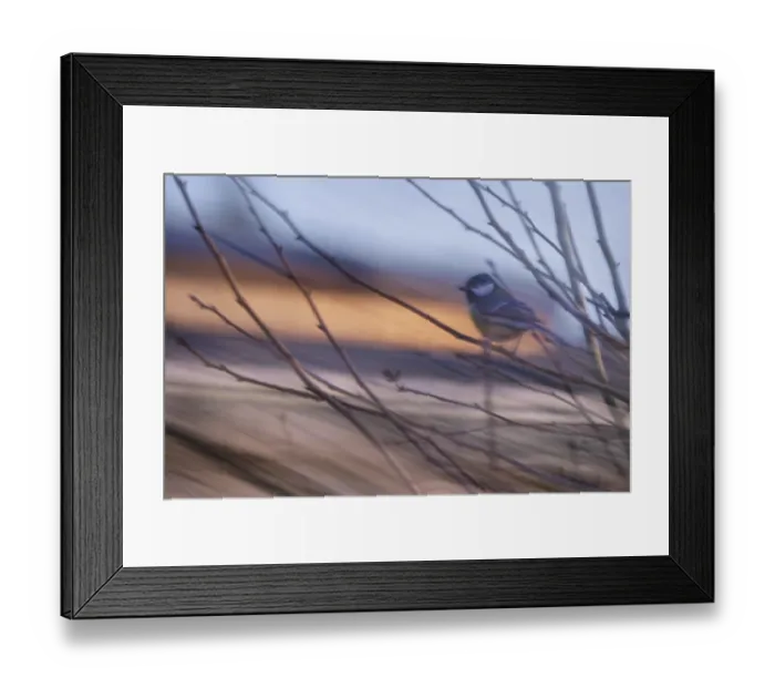 Framed Print : Great tit (Parus major) sitting in a bush
