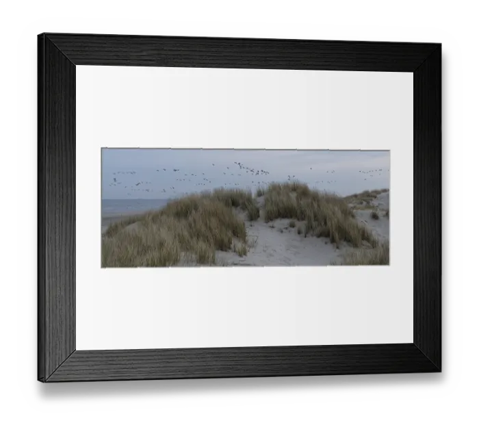 Framed Print : Swarm of seagulls over the dunes early in the morning