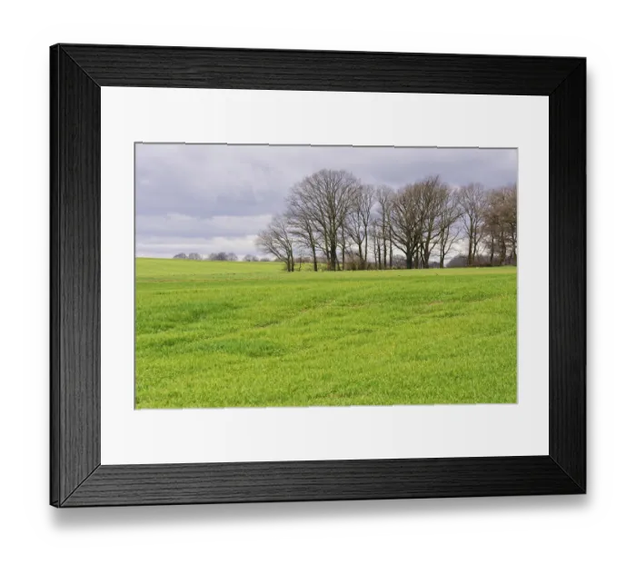 Framed Print : Small forest with English oaks (Quercus robur) in the field