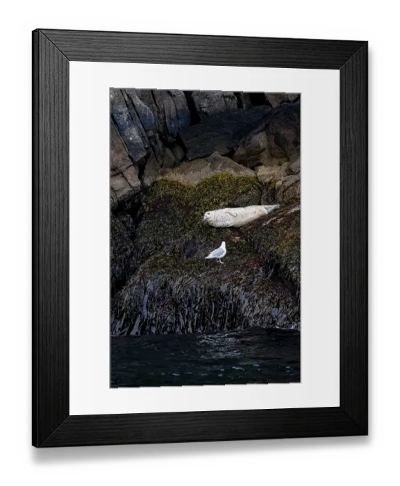 Framed Print : Harbour seal (Phoca vitulina) lying on rocks on the coast Framed Print : Harbour seal (Phoca vitulina) lying on rocks on the coast