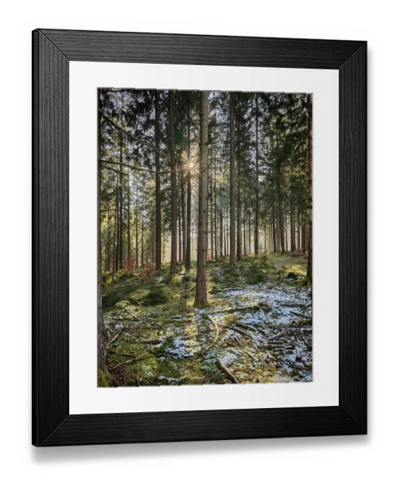 Framed Print : Sunbeams through high spruces (picea) Framed Print : Sunbeams through high spruces (picea)