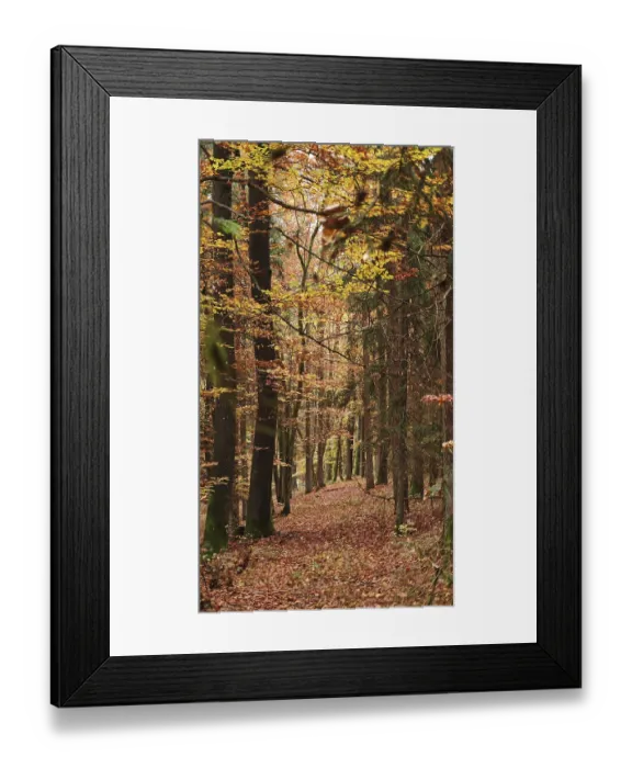 Framed Print : A forest trail with autumn leaves and tall trees in a quiet atmosphere