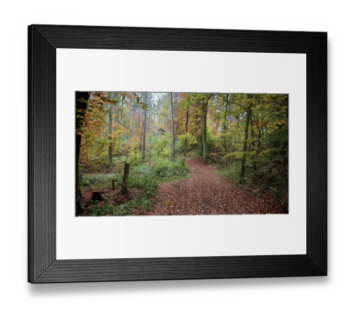 Framed Print : A forest trail with green and orange leaves