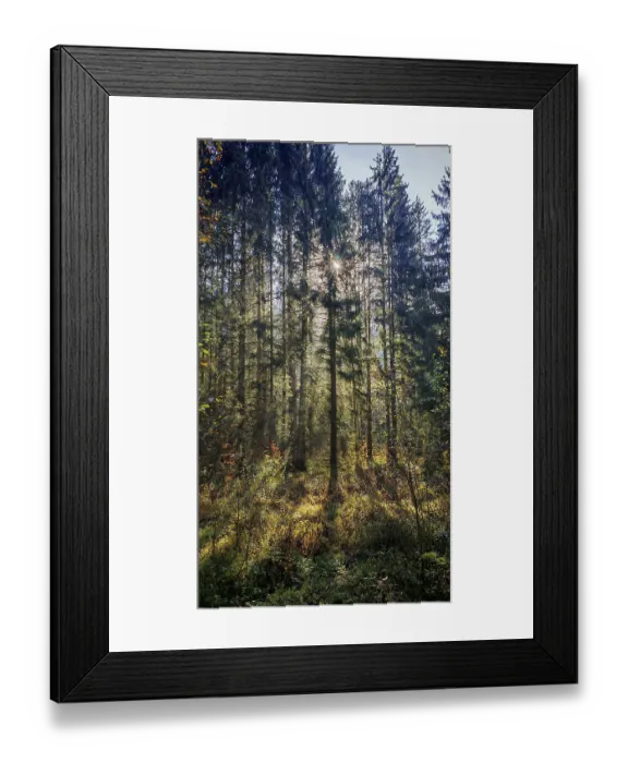 Framed Print : A dense forest with sunbeams shining through the trees and casting shadows