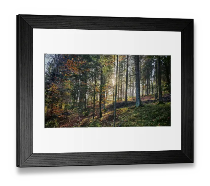 Framed Print : A dense forest with sunlight shining through the trees and autumn leaves