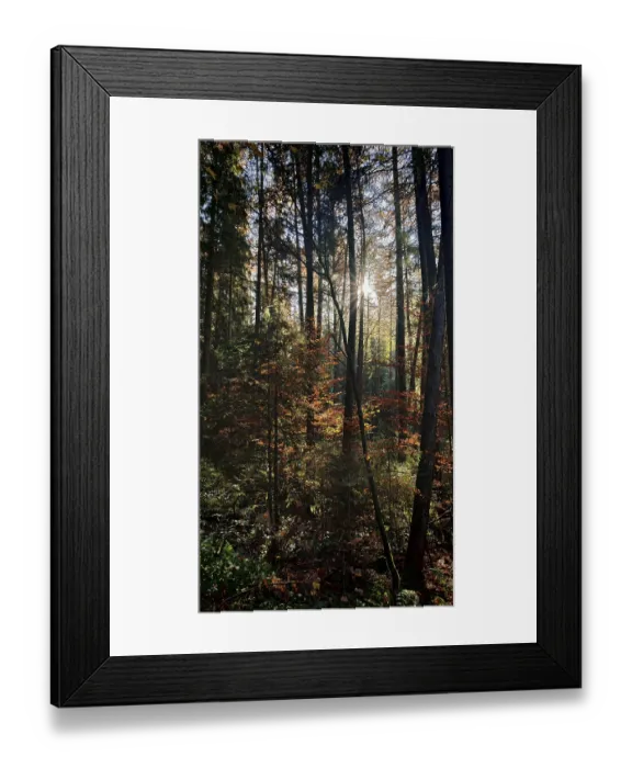 Framed Print : Sunbeams break through the autumnal trees of a quiet forest Framed Print : Sunbeams break through the autumnal trees of a quiet forest
