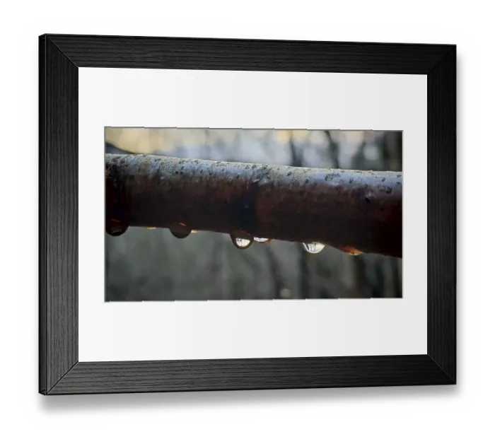 Framed Print : Macro image of a branch with water droplets in which trees are reflected Framed Print : Macro image of a branch with water droplets in which trees are reflected