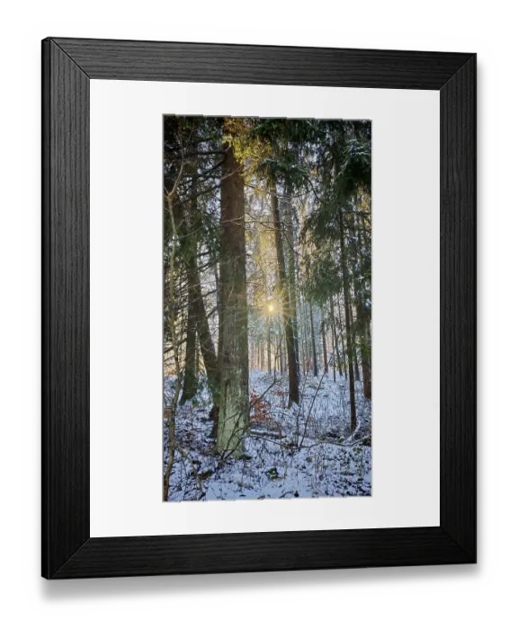 Framed Print : The sun shines through the snow-covered trees in a quiet winter forest Framed Print : The sun shines through the snow-covered trees in a quiet winter forest