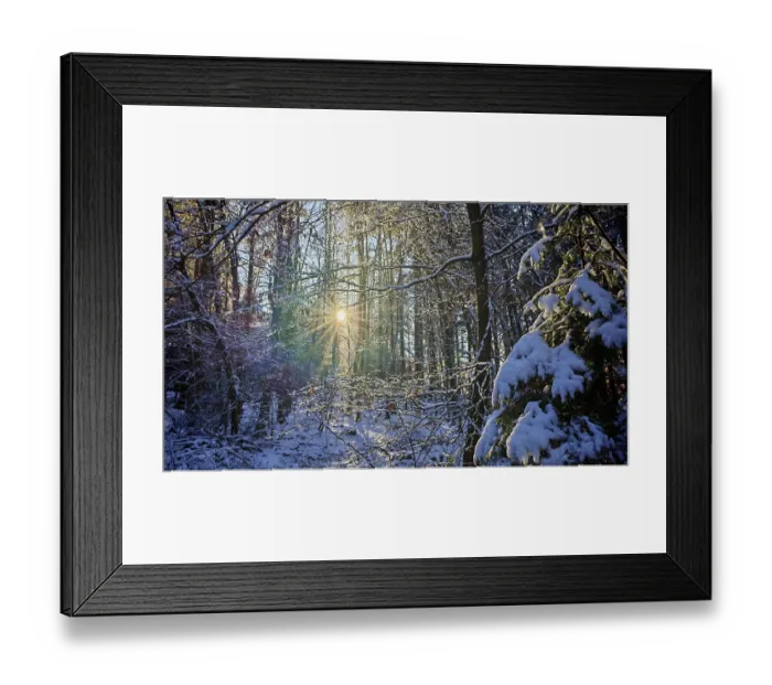Framed Print : Sun rays penetrate the snowy trees in a peaceful winter forest Framed Print : Sun rays penetrate the snowy trees in a peaceful winter forest