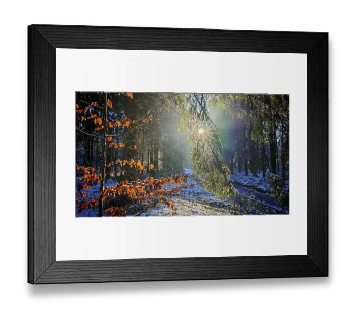 Framed Print : Sunlight falls on glowing beech leaves (fagus) in a snow-covered forest Framed Print : Sunlight falls on glowing beech leaves (fagus) in a snow-covered forest