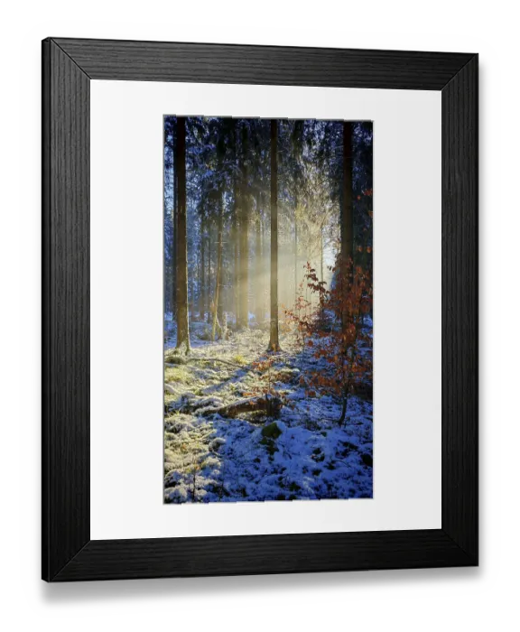 Framed Print : Morning light illuminates a snowy forest with autumn colors