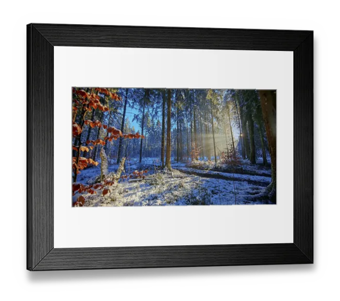 Framed Print : Sun rays penetrate a colorful, snow-covered forest Framed Print : Sun rays penetrate a colorful, snow-covered forest
