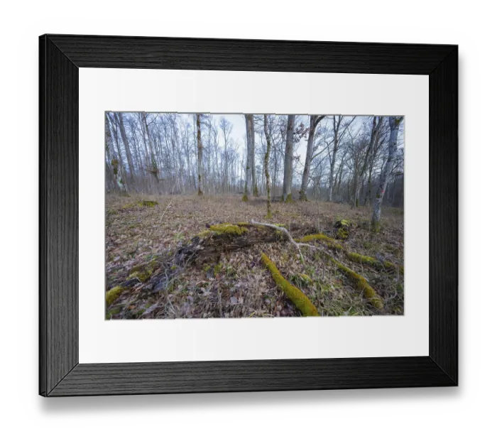 Framed Print : Wooded landscape with deciduous trees and moss-covered branches in a calm autumn atmosphere Framed Print : Wooded landscape with deciduous trees and moss-covered branches in a calm autumn atmosphere