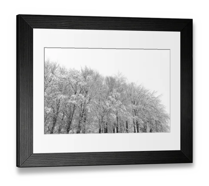 Framed Print : Snowy trees in winter forest kept in black and white Framed Print : Snowy trees in winter forest kept in black and white
