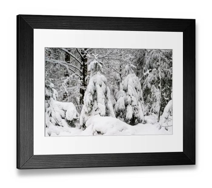 Framed Print : Dense forest with snow-covered trees Framed Print : Dense forest with snow-covered trees