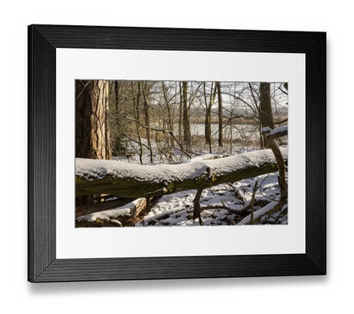 Framed Print : Borken, NRW, Germany, Fallen tree log covered in fresh snow on a sunny winter day in a woodland area Framed Print : Borken, NRW, Germany, Fallen tree log covered in fresh snow on a sunny winter day in a woodland area