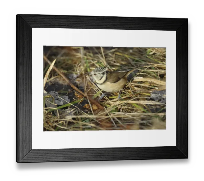 Framed Print : Crested tit, Lophophanes cristatus Framed Print : Crested tit, Lophophanes cristatus