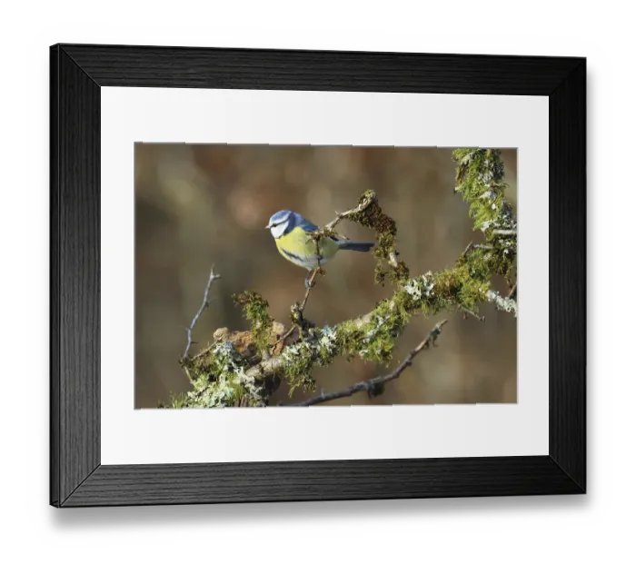 Framed Print : Blue tit, Cyanistescaeruleus, sitting on a branch