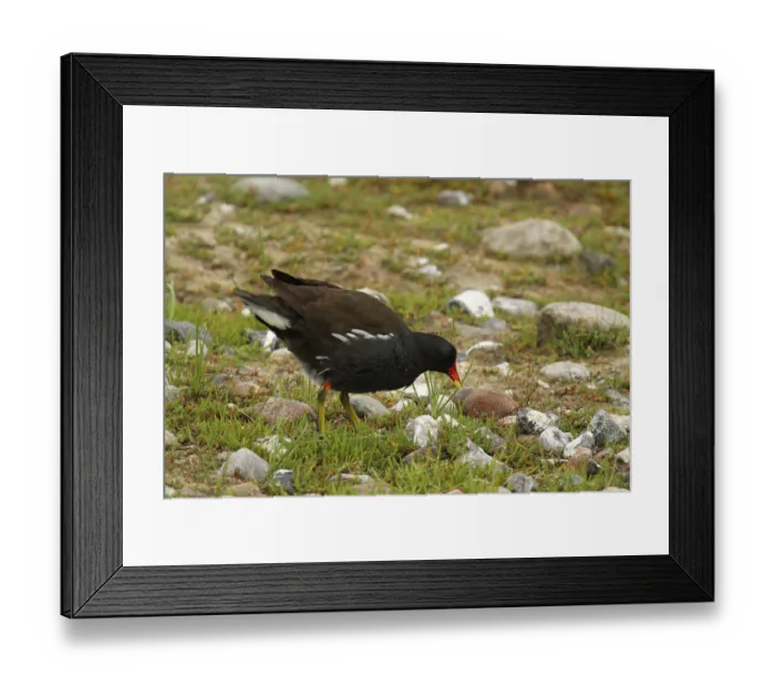 Framed Print : Pond grouse, Gallinula chloropus