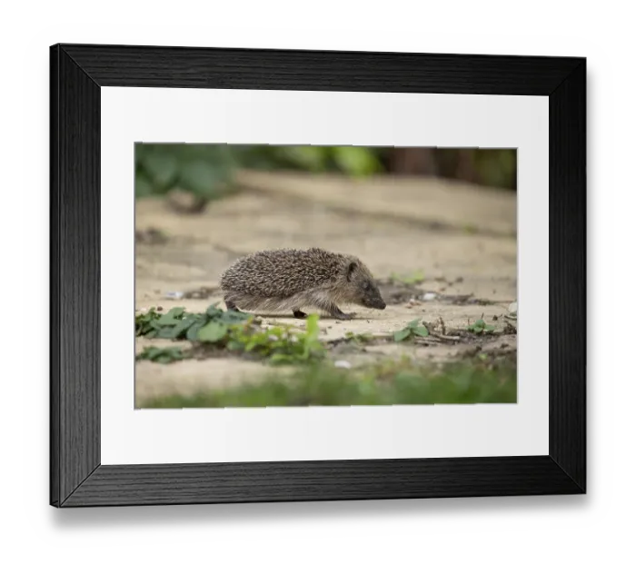 Framed Print : European hedgehog (Erinaceus europaeus) adult mammal walking on a garden path in summer Framed Print : European hedgehog (Erinaceus europaeus) adult mammal walking on a garden path in summer