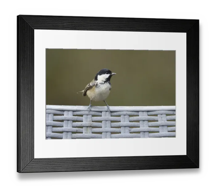 Framed Print : Coal tit (Periparus ater) adult garden bird on a plastic chair