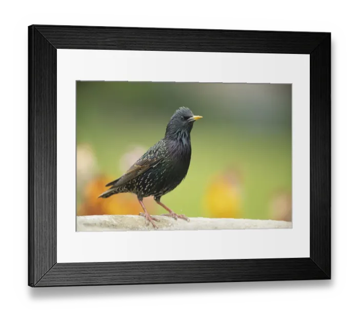 Framed Print : Common starling (Sturnus vulgaris) adult garden bird on a bird bath in spring