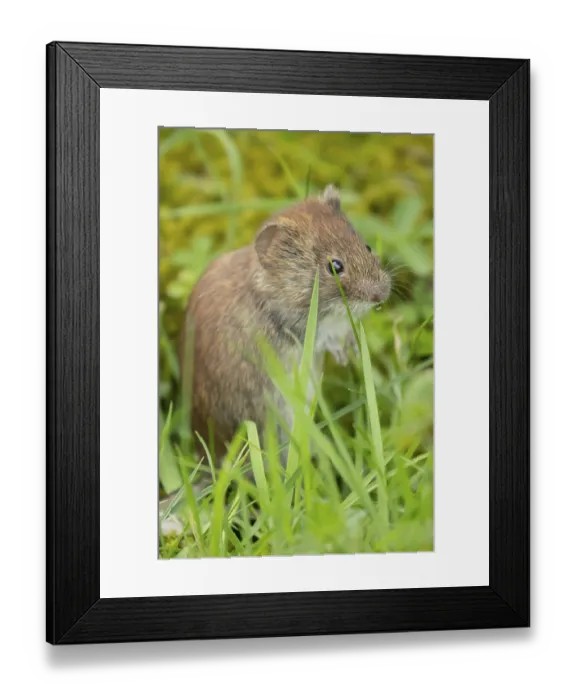 Framed Print : Field vole (Microtus agrestis) adult rodent mammal in grassland
