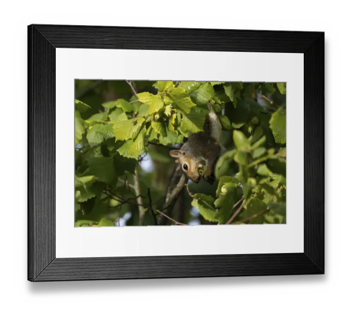 Framed Print : Grey squirrel (Sciurus carolinensis) adult mammal collecting hazelnut tree nuts in autumn