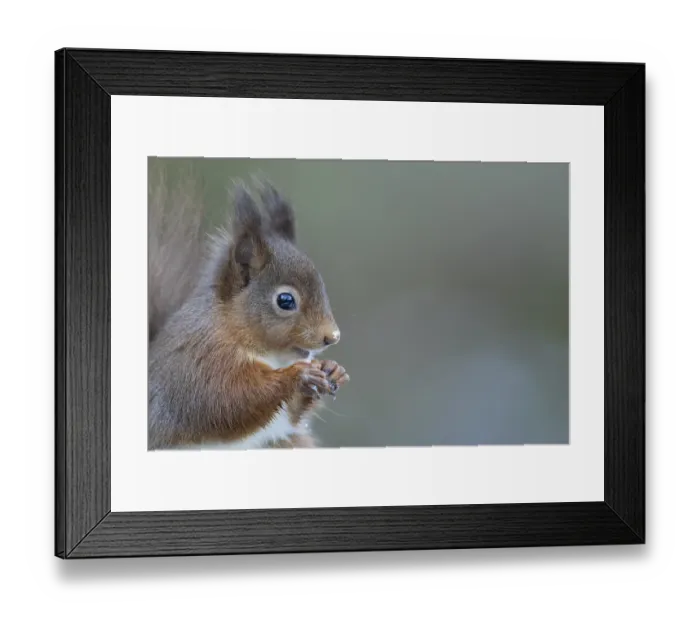 Framed Print : Red squirrel (Sciurus vulgaris) adult mammal eating a nut in winter Framed Print : Red squirrel (Sciurus vulgaris) adult mammal eating a nut in winter