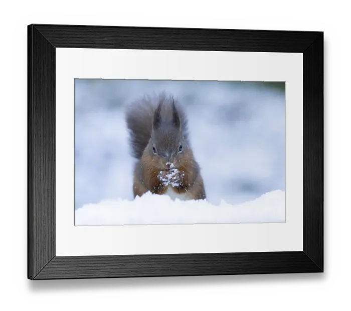 Framed Print : Red squirrel (Sciurus vulgaris) adult mammal eating a nut in snow in winter Framed Print : Red squirrel (Sciurus vulgaris) adult mammal eating a nut in snow in winter