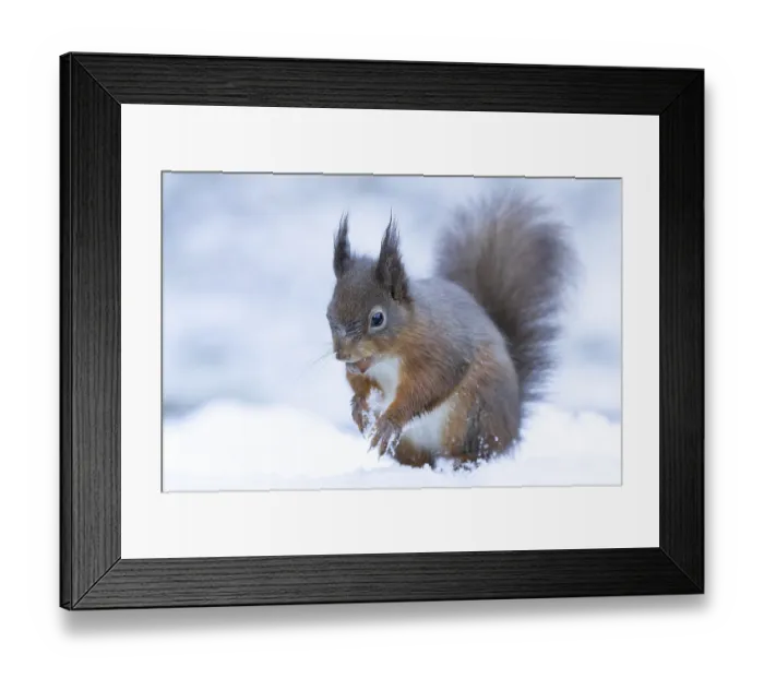 Framed Print : Red squirrel (Sciurus vulgaris) adult mammal carrying a nut in its mouth in snow in winter Framed Print : Red squirrel (Sciurus vulgaris) adult mammal carrying a nut in its mouth in snow in winter